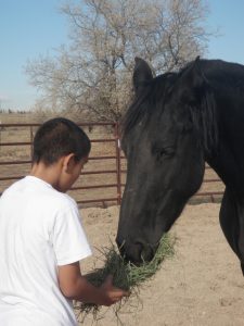 Equine Assisted School Programs