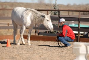 equine assisted therapy